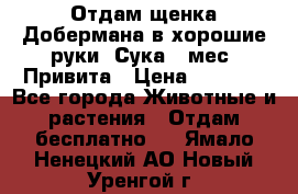 Отдам щенка Добермана в хорошие руки. Сука 5 мес. Привита › Цена ­ 5 000 - Все города Животные и растения » Отдам бесплатно   . Ямало-Ненецкий АО,Новый Уренгой г.